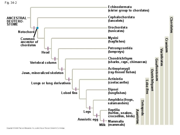 Fig. 34 -2 Echinodermata (sister group to chordates) Chordates Cephalochordata (lancelets) ANCESTRAL DEUTEROSTOME Urochordata