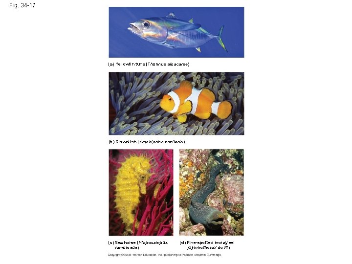 Fig. 34 -17 (a) Yellowfin tuna (Thunnus albacares) (b) Clownfish (Amphiprion ocellaris) (c) Sea