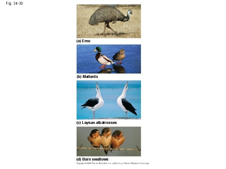 Fig. 34 -30 (a) Emu (b) Mallards (c) Laysan albatrosses (d) Barn swallows 