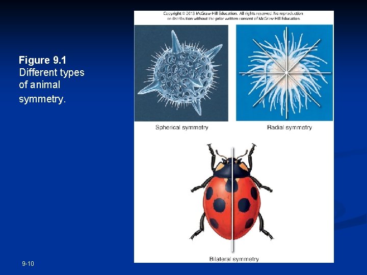 Figure 9. 1 Different types of animal symmetry. 9 -10 