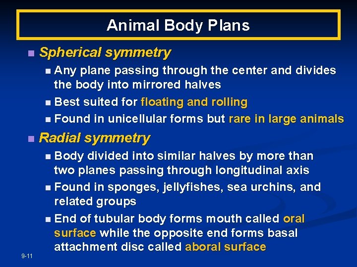 Animal Body Plans n Spherical symmetry n Any plane passing through the center and