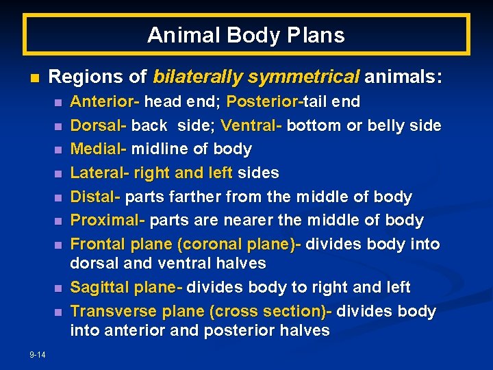 Animal Body Plans n Regions of bilaterally symmetrical animals: n n n n n