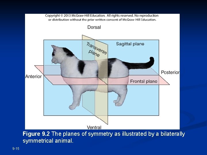 Figure 9. 2 The planes of symmetry as illustrated by a bilaterally symmetrical animal.
