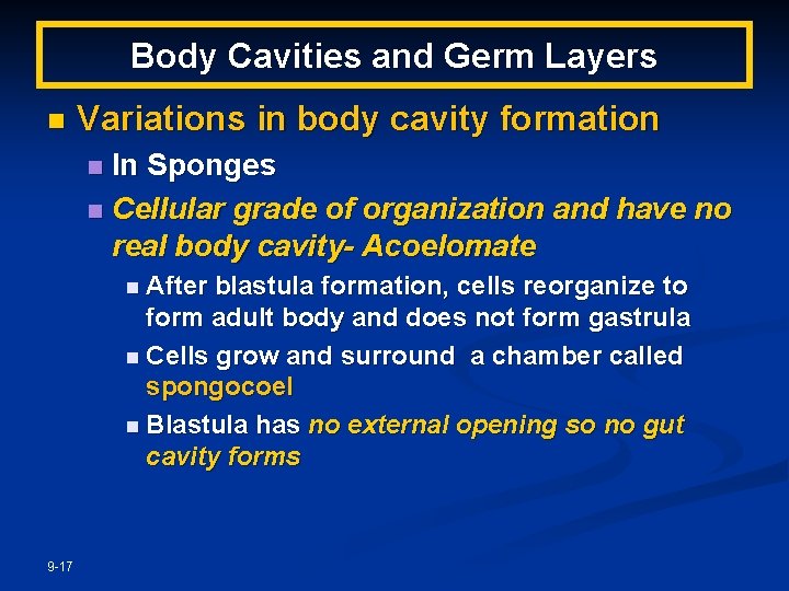 Body Cavities and Germ Layers n Variations in body cavity formation In Sponges n