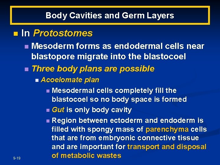 Body Cavities and Germ Layers n In Protostomes Mesoderm forms as endodermal cells near