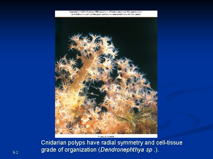 9 -2 Cnidarian polyps have radial symmetry and cell-tissue grade of organization (Dendronephthya sp.