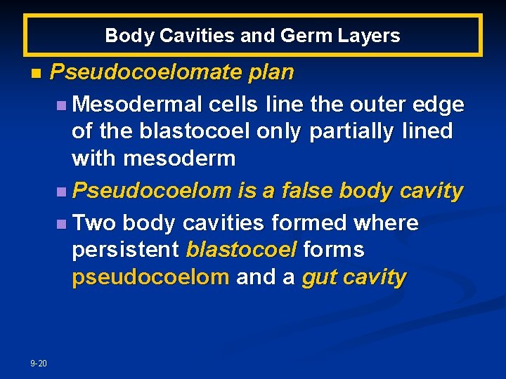 Body Cavities and Germ Layers n 9 -20 Pseudocoelomate plan n Mesodermal cells line