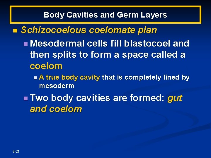 Body Cavities and Germ Layers n Schizocoelous coelomate plan n Mesodermal cells fill blastocoel