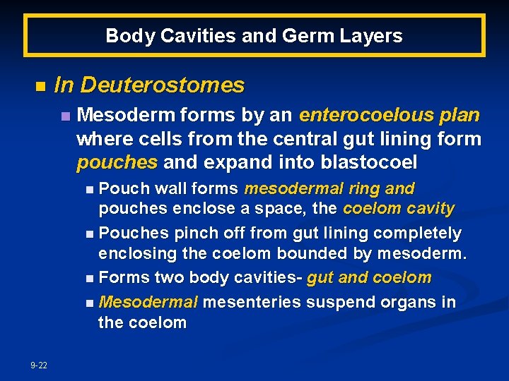 Body Cavities and Germ Layers n In Deuterostomes n Mesoderm forms by an enterocoelous