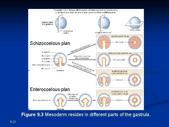 Schizocoelous plan Enterocoelous plan Figure 9. 3 Mesoderm resides in different parts of the