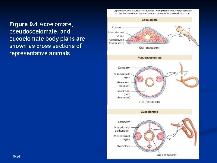 Figure 9. 4 Acoelomate, pseudocoelomate, and eucoelomate body plans are shown as cross sections