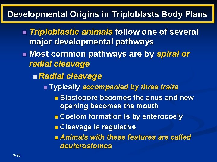 Developmental Origins in Triploblasts Body Plans Triploblastic animals follow one of several major developmental