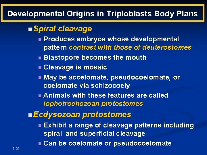 Developmental Origins in Triploblasts Body Plans n Spiral cleavage n Produces embryos whose developmental