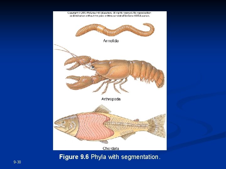 9 -30 Figure 9. 6 Phyla with segmentation. 