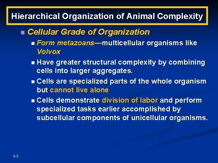 Hierarchical Organization of Animal Complexity n Cellular Grade of Organization n Form metazoans—multicellular organisms