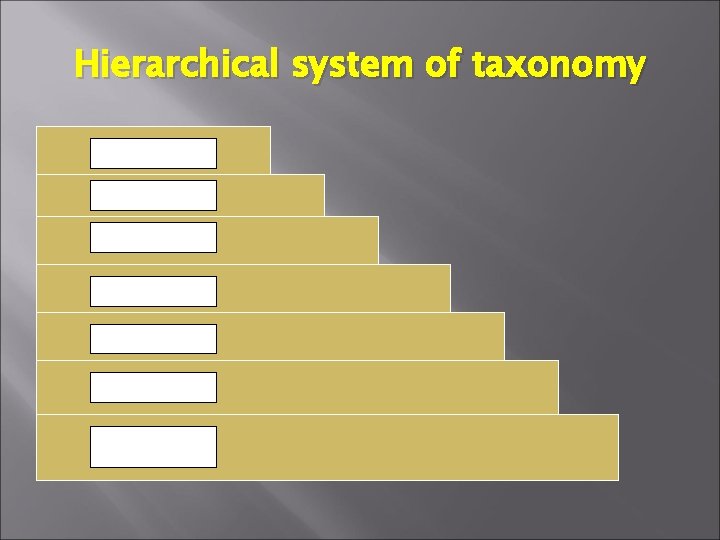 Hierarchical system of taxonomy species genus family order class phylum kingdom 
