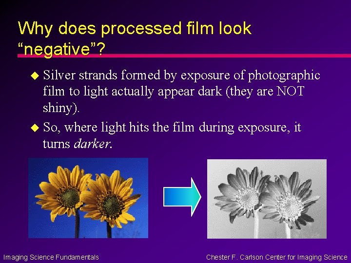 Why does processed film look “negative”? u Silver strands formed by exposure of photographic