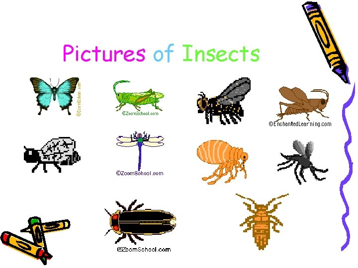 Pictures of Insects 