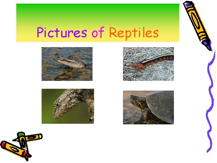 Pictures of Reptiles 