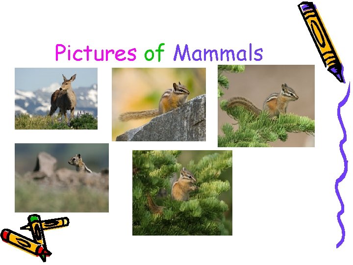 Pictures of Mammals 