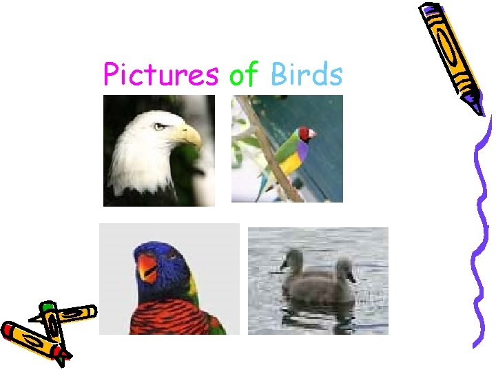 Pictures of Birds 