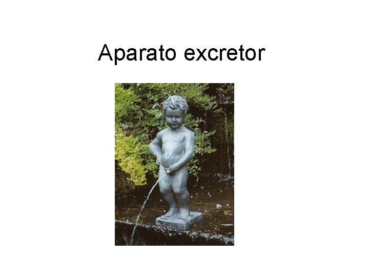 Aparato excretor 