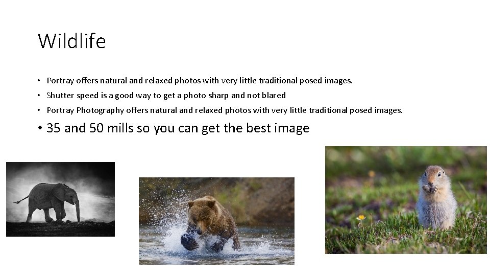 Wildlife • Portray offers natural and relaxed photos with very little traditional posed images.