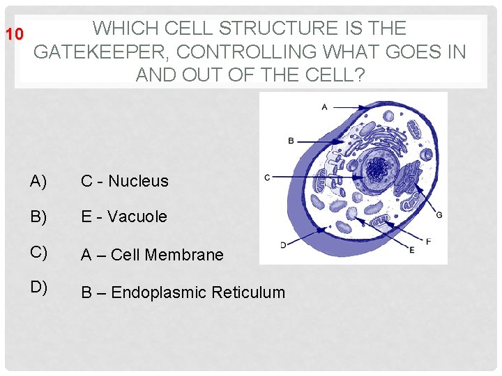 10 WHICH CELL STRUCTURE IS THE GATEKEEPER, CONTROLLING WHAT GOES IN AND OUT OF