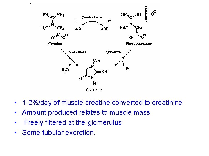  • 1 -2%/day of muscle creatine converted to creatinine • Amount produced relates
