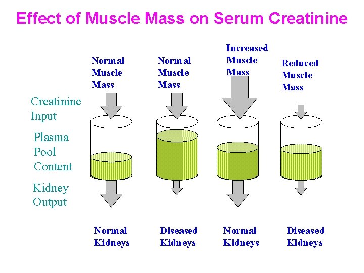 Effect of Muscle Mass on Serum Creatinine Normal Muscle Mass Normal Kidneys Diseased Kidneys