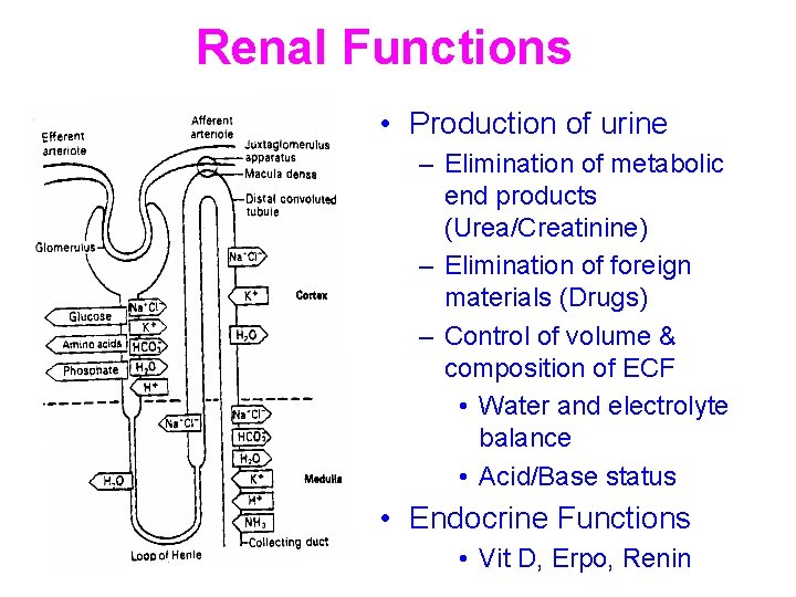 Renal Functions • Production of urine – Elimination of metabolic end products (Urea/Creatinine) –