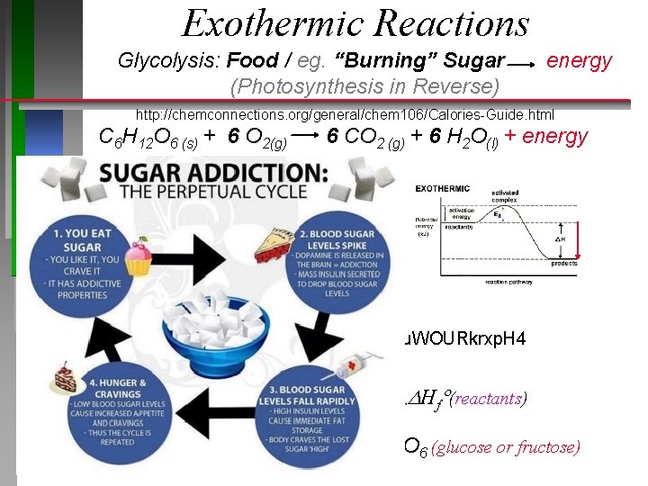 Exothermic Reactions Glycolysis: Food / eg. “Burning” Sugar (Photosynthesis in Reverse) energy http: //chemconnections.