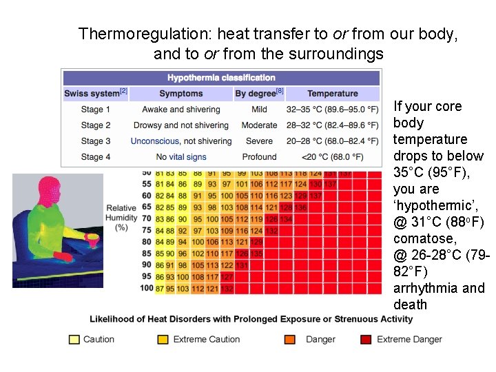 Thermoregulation: heat transfer to or from our body, and to or from the surroundings