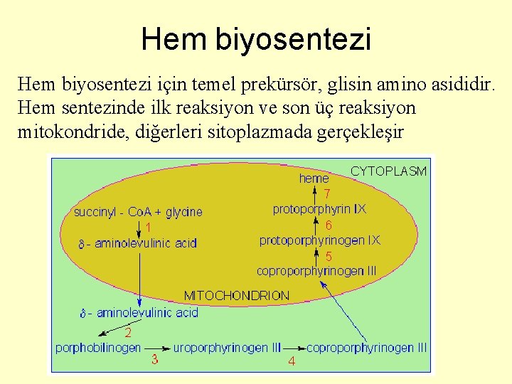 Hem biyosentezi için temel prekürsör, glisin amino asididir. Hem sentezinde ilk reaksiyon ve son