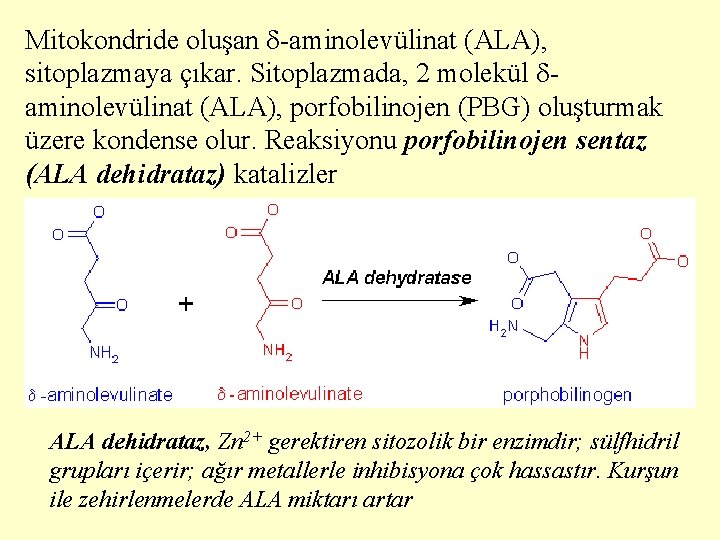 Mitokondride oluşan -aminolevülinat (ALA), sitoplazmaya çıkar. Sitoplazmada, 2 molekül aminolevülinat (ALA), porfobilinojen (PBG) oluşturmak