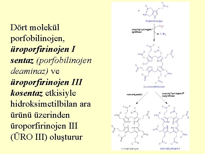 Dört molekül porfobilinojen, üroporfirinojen I sentaz (porfobilinojen deaminaz) ve üroporfirinojen III kosentaz etkisiyle hidroksimetilbilan