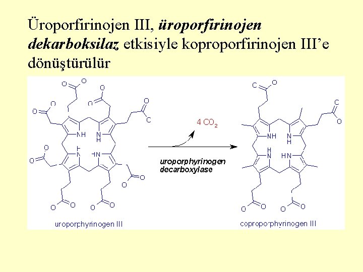 Üroporfirinojen III, üroporfirinojen dekarboksilaz etkisiyle koproporfirinojen III’e dönüştürülür 