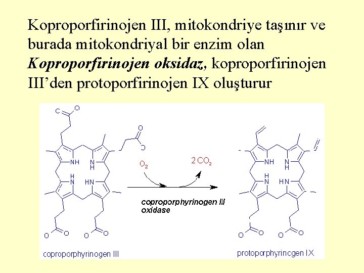 Koproporfirinojen III, mitokondriye taşınır ve burada mitokondriyal bir enzim olan Koproporfirinojen oksidaz, koproporfirinojen III’den