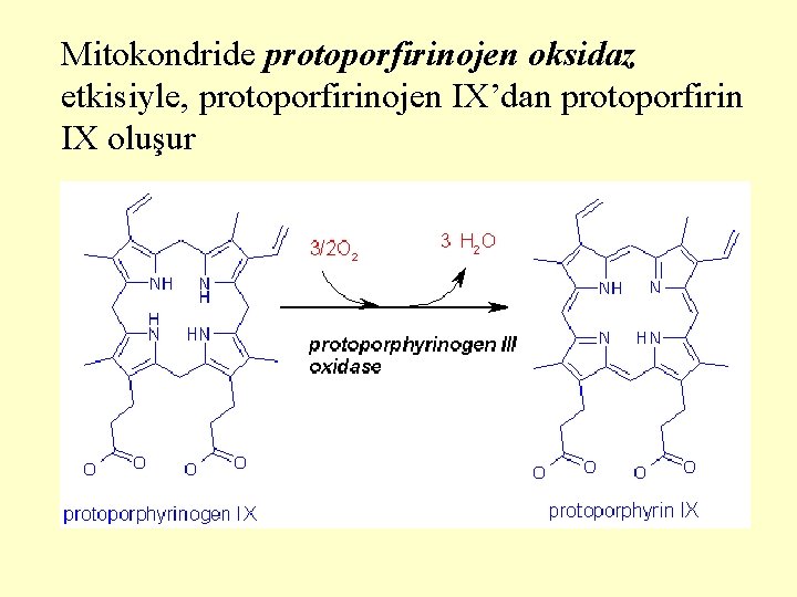 Mitokondride protoporfirinojen oksidaz etkisiyle, protoporfirinojen IX’dan protoporfirin IX oluşur 