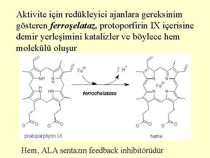 Aktivite için redükleyici ajanlara gereksinim gösteren ferroşelataz, protoporfirin IX içerisine demir yerleşimini katalizler ve