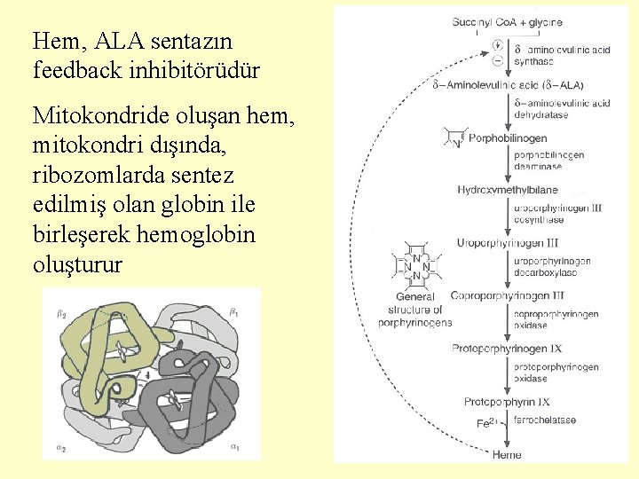 Hem, ALA sentazın feedback inhibitörüdür Mitokondride oluşan hem, mitokondri dışında, ribozomlarda sentez edilmiş olan