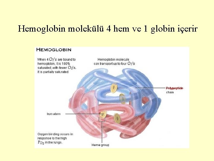 Hemoglobin molekülü 4 hem ve 1 globin içerir 