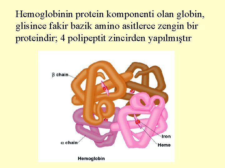 Hemoglobinin protein komponenti olan globin, glisince fakir bazik amino asitlerce zengin bir proteindir; 4