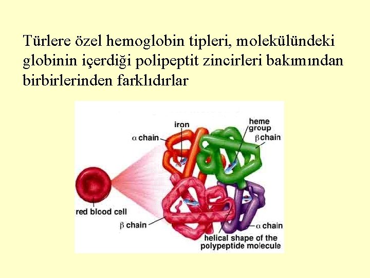 Türlere özel hemoglobin tipleri, molekülündeki globinin içerdiği polipeptit zincirleri bakımından birbirlerinden farklıdırlar 