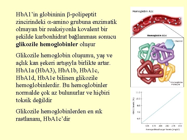 Hb. A 1’in globininin -polipeptit zincirindeki -amino grubuna enzimatik olmayan bir reaksiyonla kovalent bir