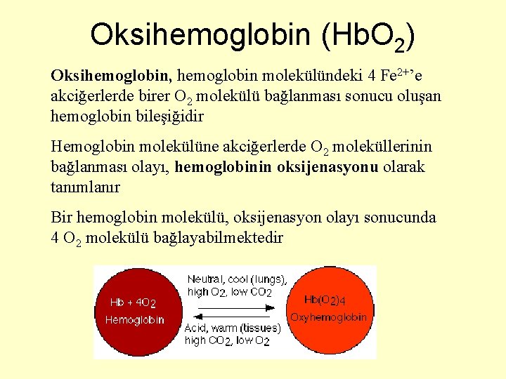 Oksihemoglobin (Hb. O 2) Oksihemoglobin, hemoglobin molekülündeki 4 Fe 2+’e akciğerlerde birer O 2