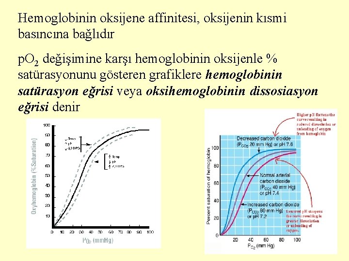 Hemoglobinin oksijene affinitesi, oksijenin kısmi basıncına bağlıdır p. O 2 değişimine karşı hemoglobinin oksijenle