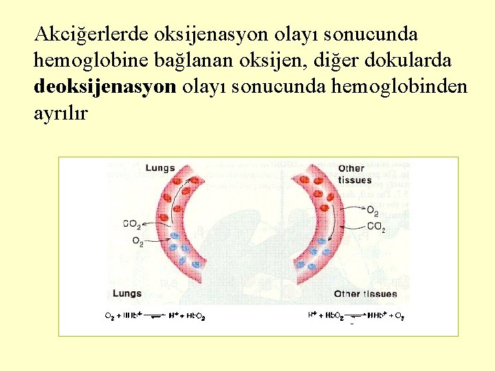 Akciğerlerde oksijenasyon olayı sonucunda hemoglobine bağlanan oksijen, diğer dokularda deoksijenasyon olayı sonucunda hemoglobinden ayrılır