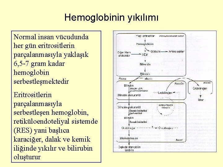 Hemoglobinin yıkılımı Normal insan vücudunda her gün eritrositlerin parçalanmasıyla yaklaşık 6, 5 -7 gram