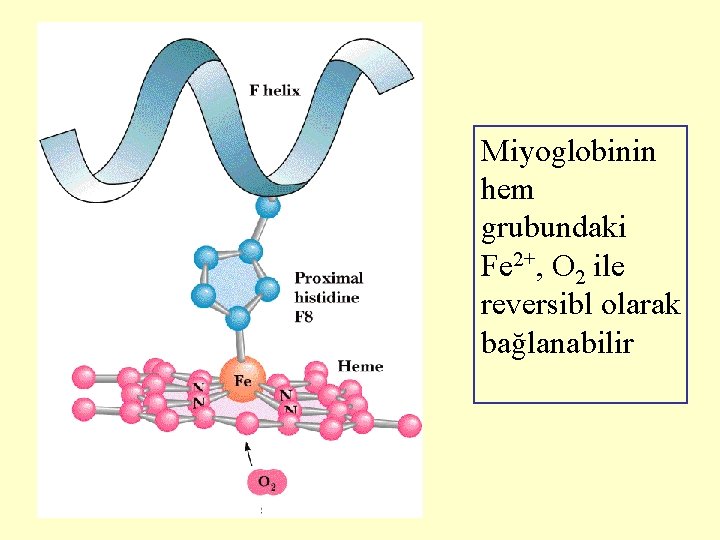 Miyoglobinin hem grubundaki Fe 2+, O 2 ile reversibl olarak bağlanabilir 